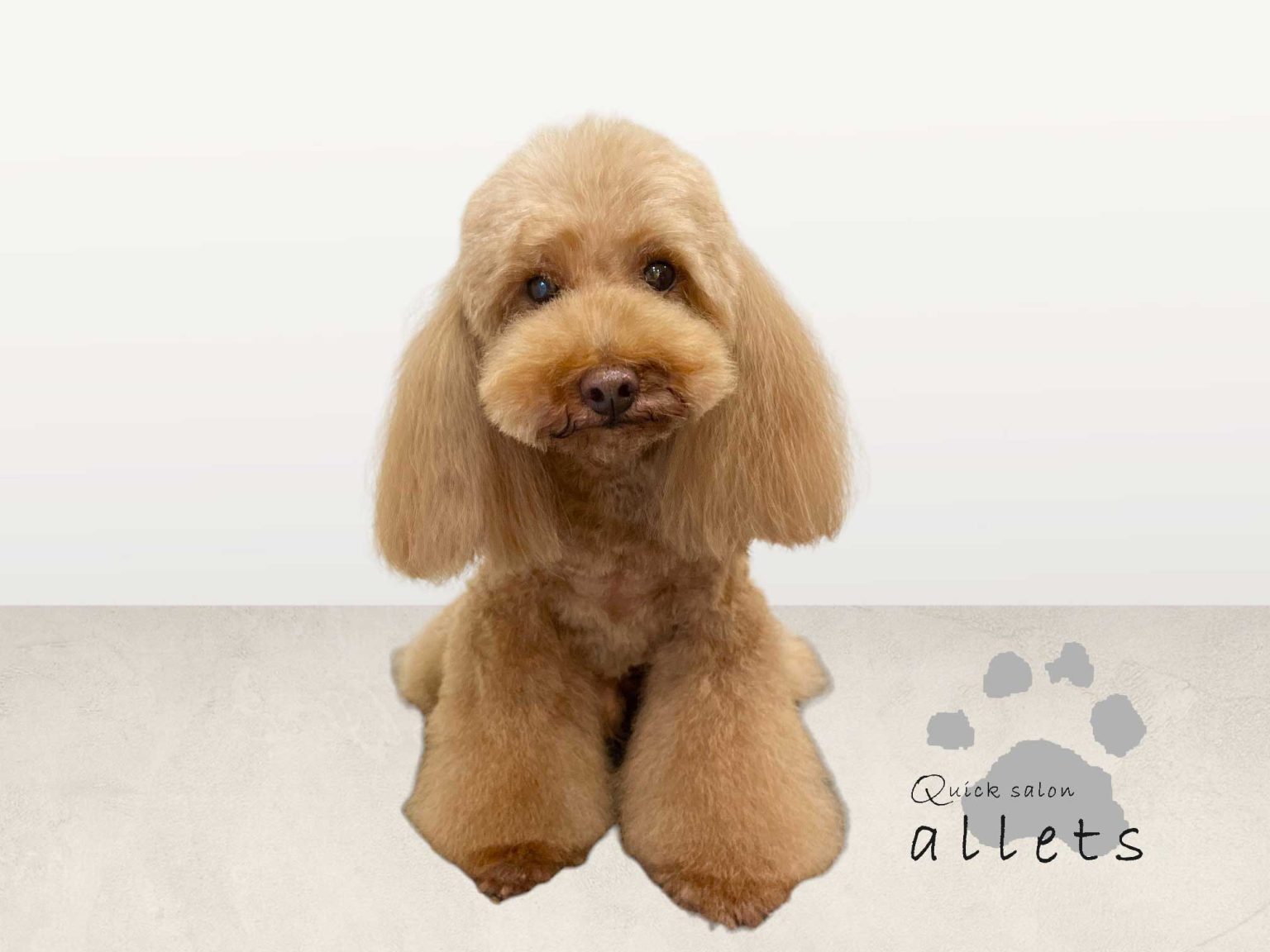 alletsの犬仕上がり