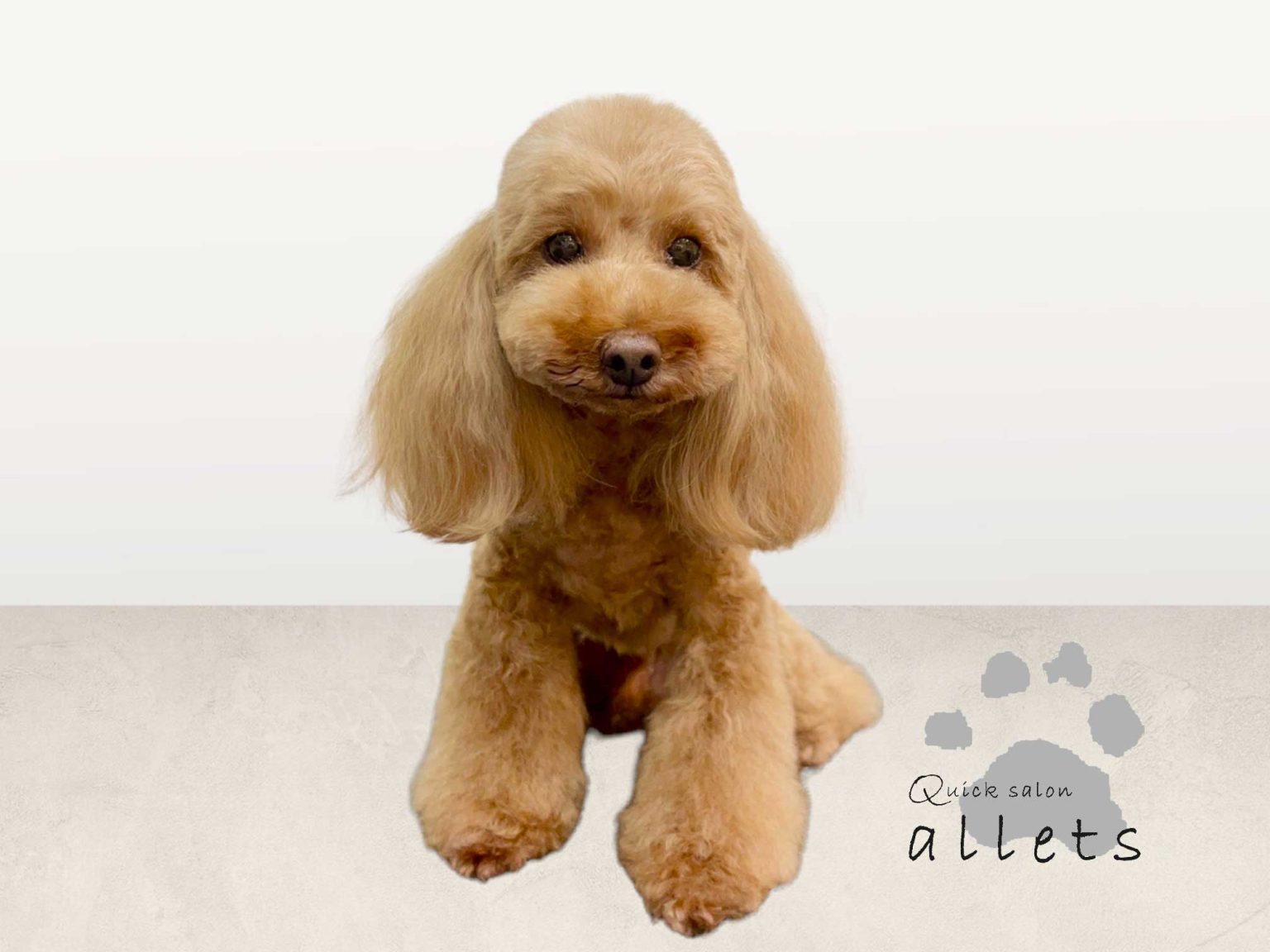 フルサービス店の犬仕上がり